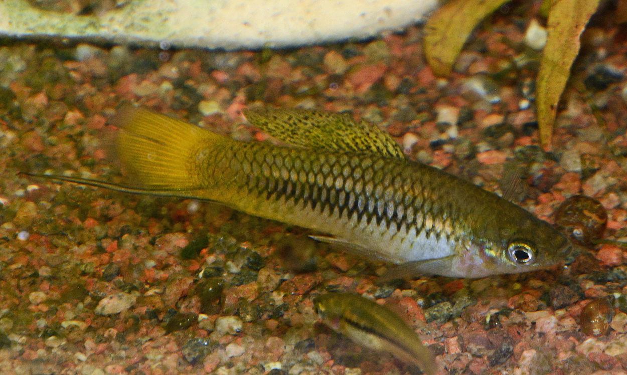 Xiphophorus cortezi