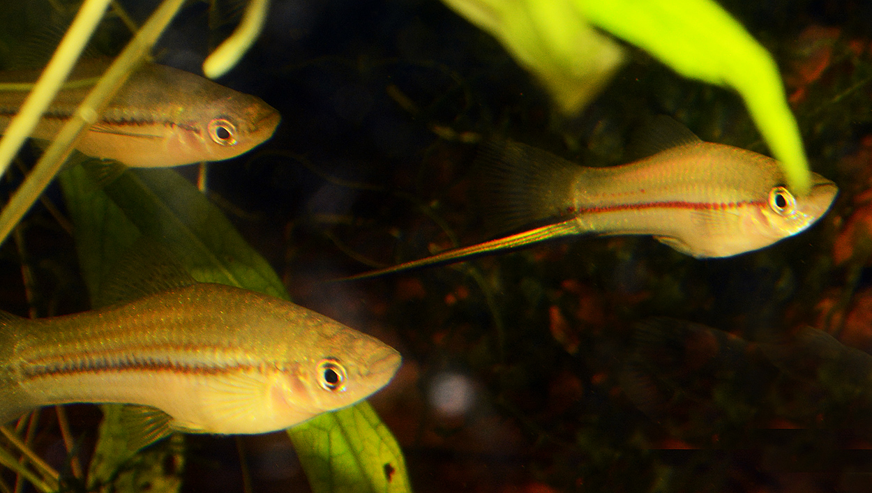 Xiphophorus kallmani