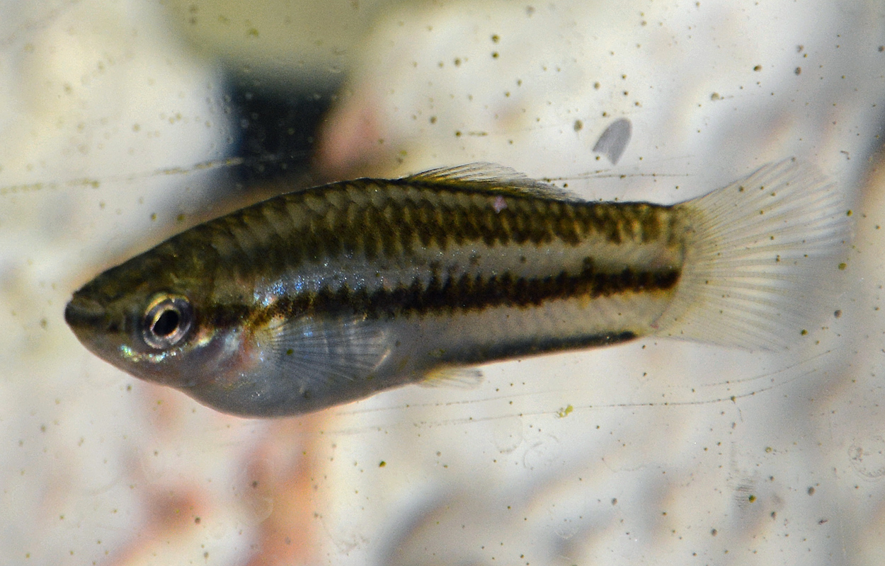 Xiphophorus nigrensis