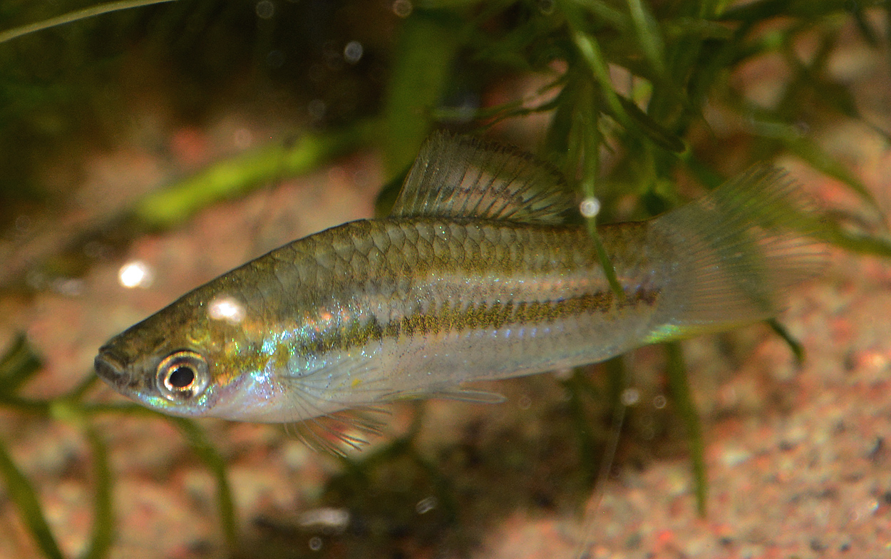 Xiphophorus nigrensis
