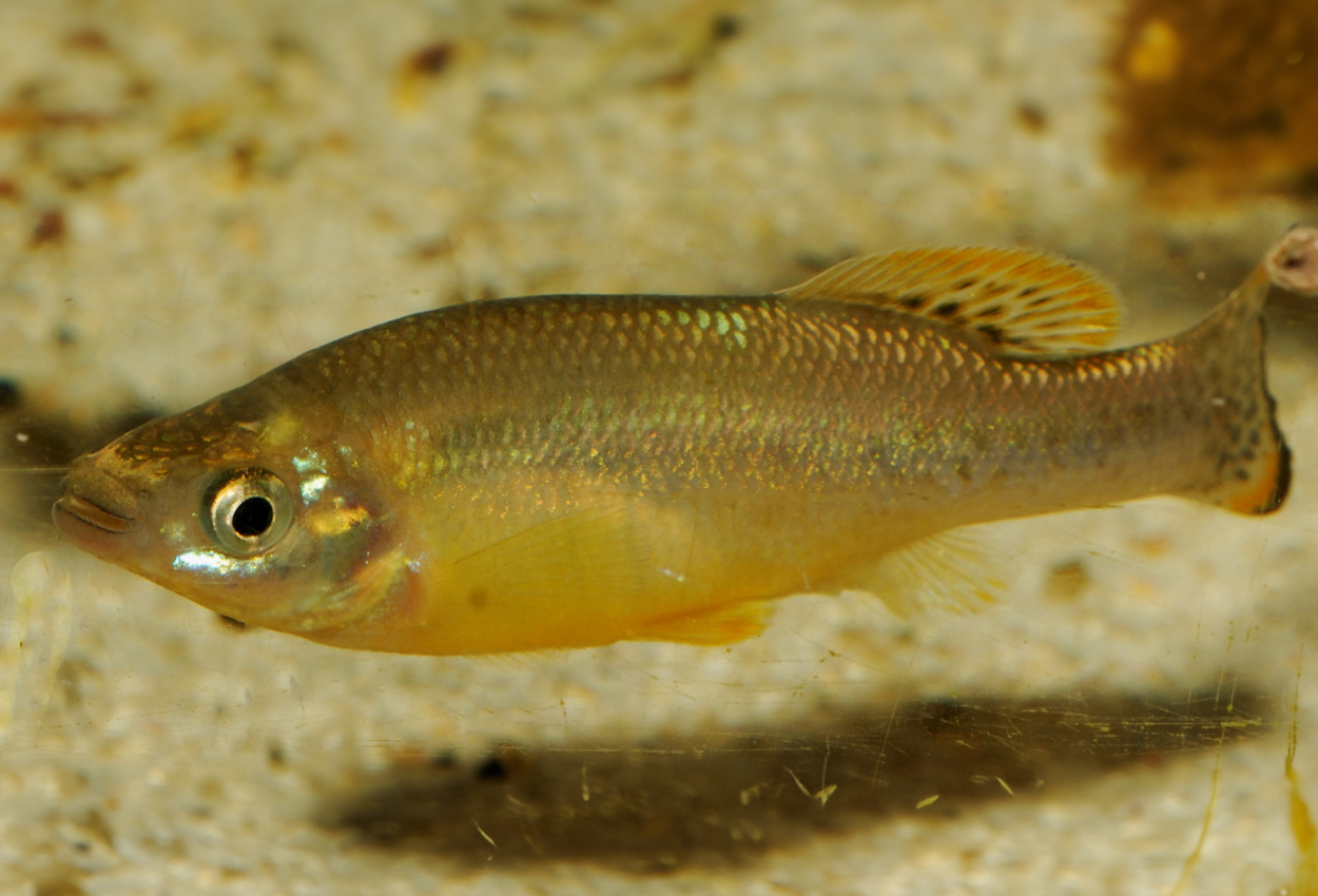 Ilyodon furcidens
