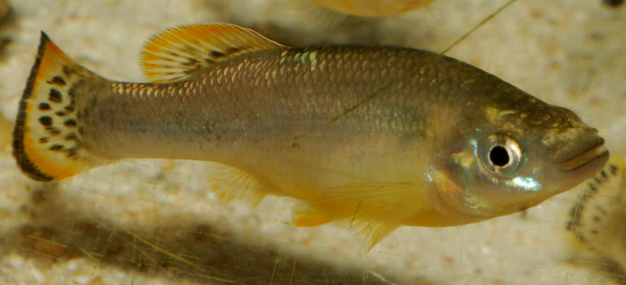Ilyodon furcidens