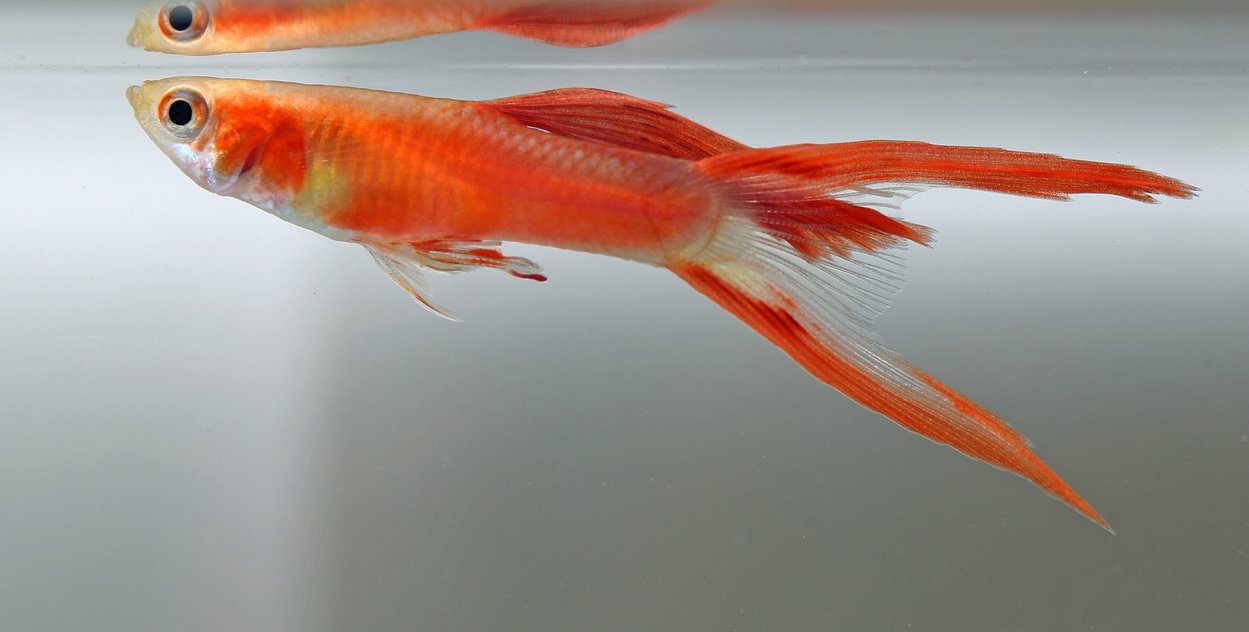 Poecilia reticulata