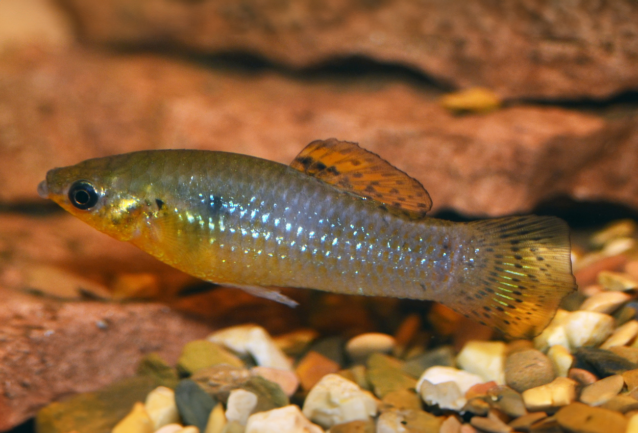 Poecilia vandepolli