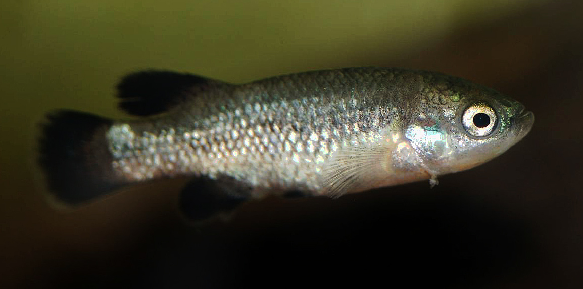 Ilyodon whitei