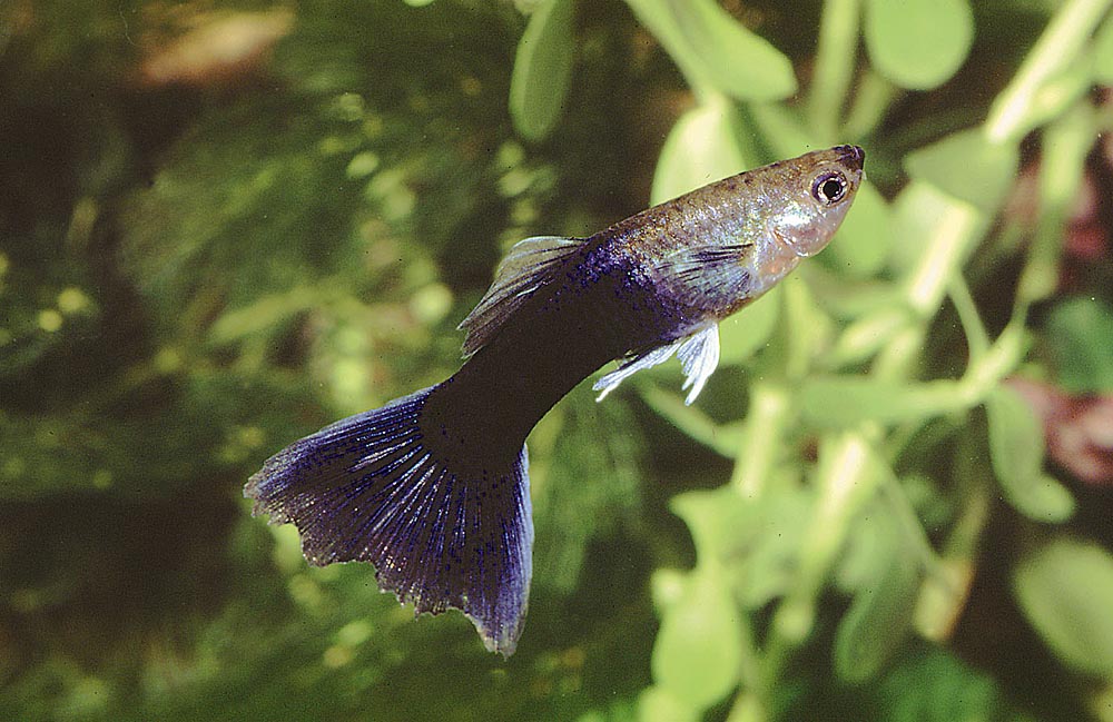 Poecilia reticulata
