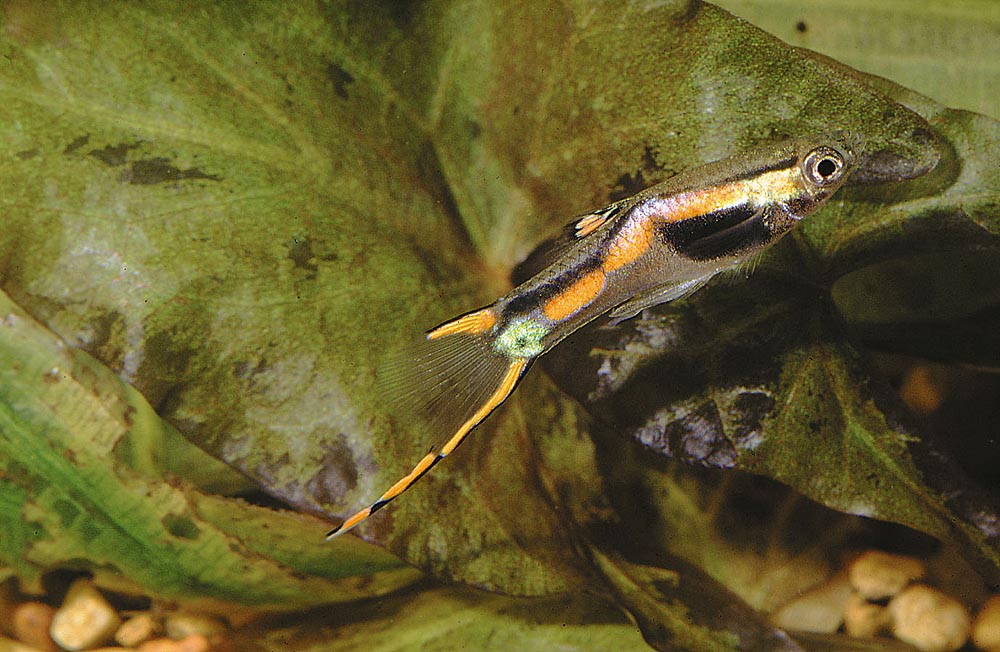 Poecilia reticulata