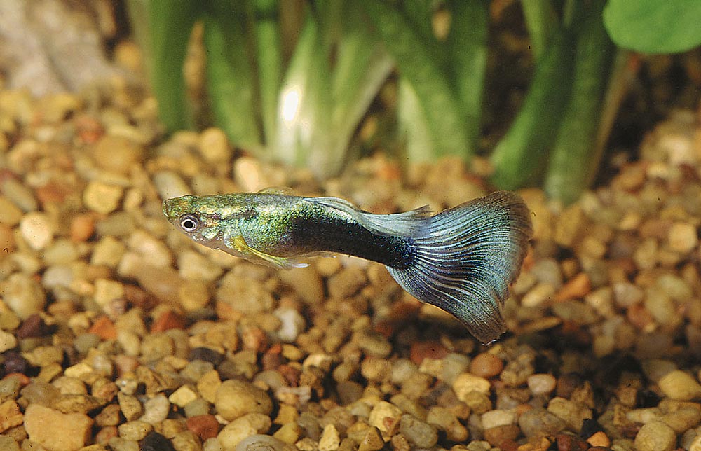 Poecilia reticulata