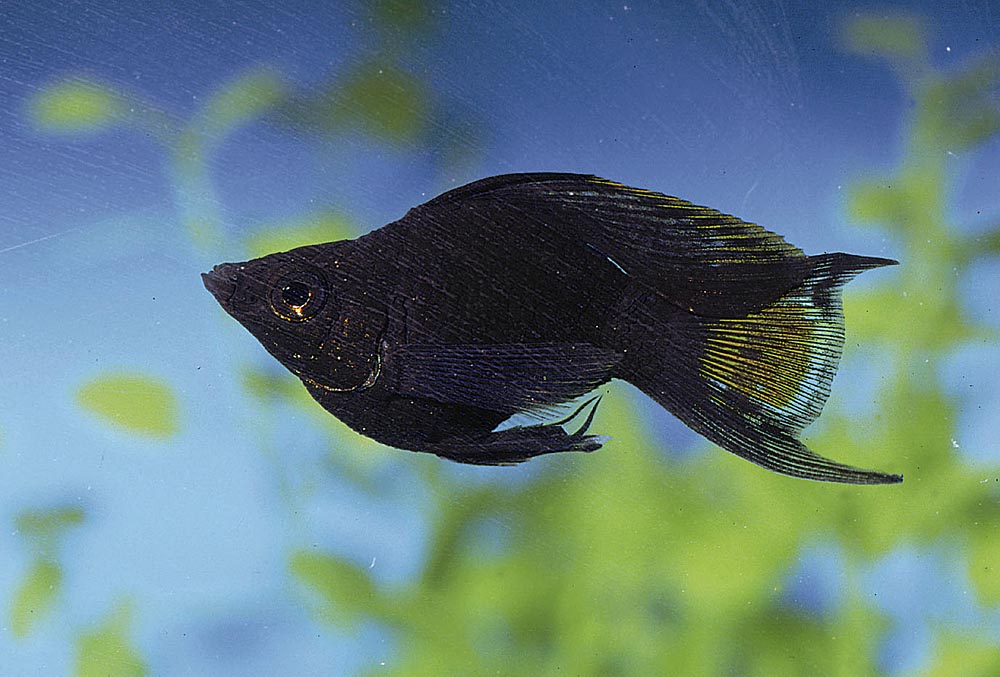 Poecilia sphenops