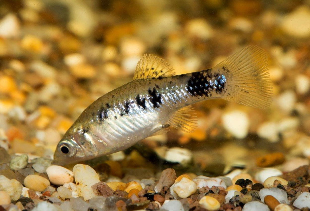 Limia vittata