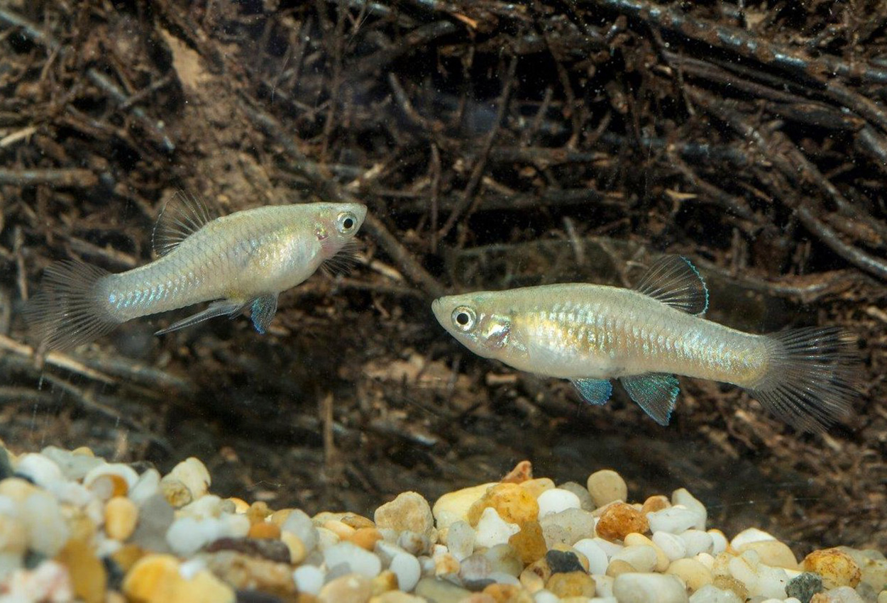 Phallichthys tico