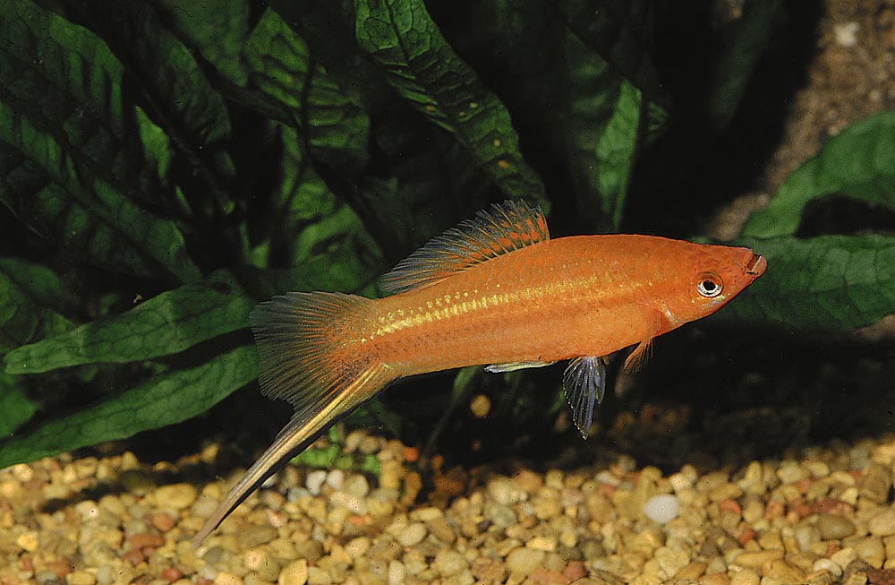 Xiphophorus hellerii, röd