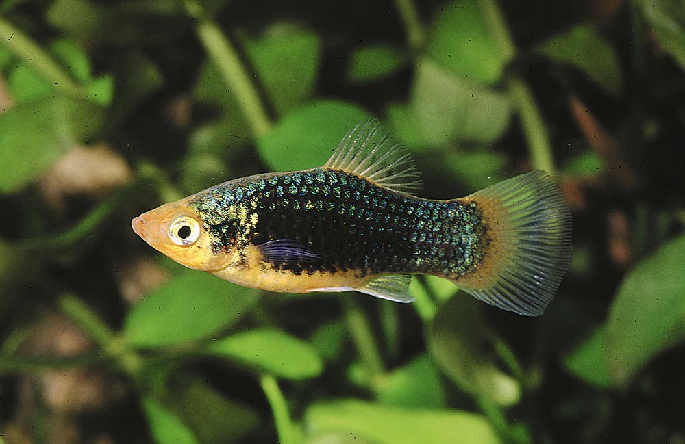 Xiphophorus maculatus