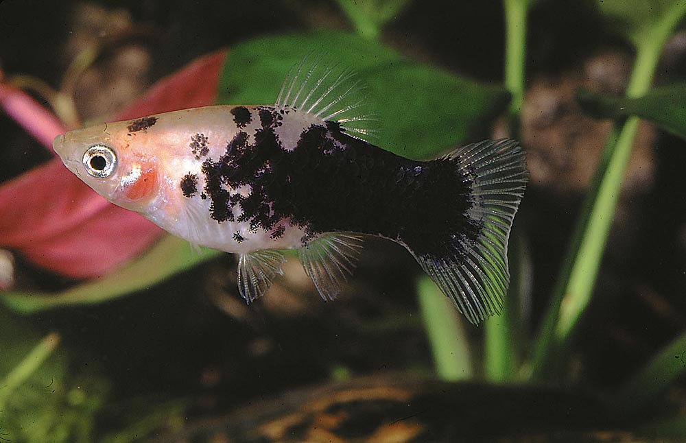Xiphophorus maculatus