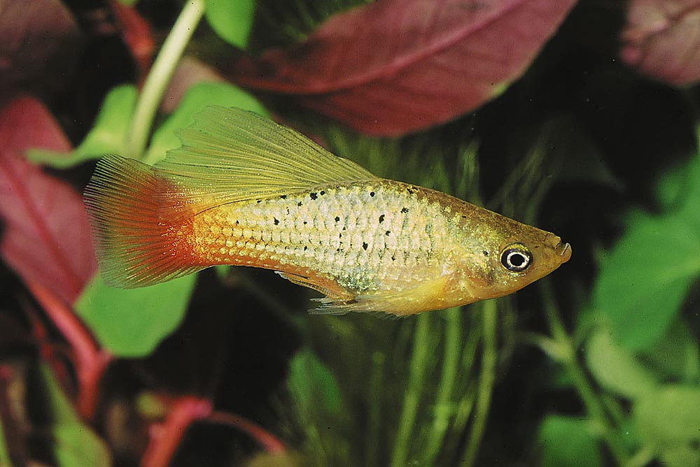 Xiphophorus maculatus