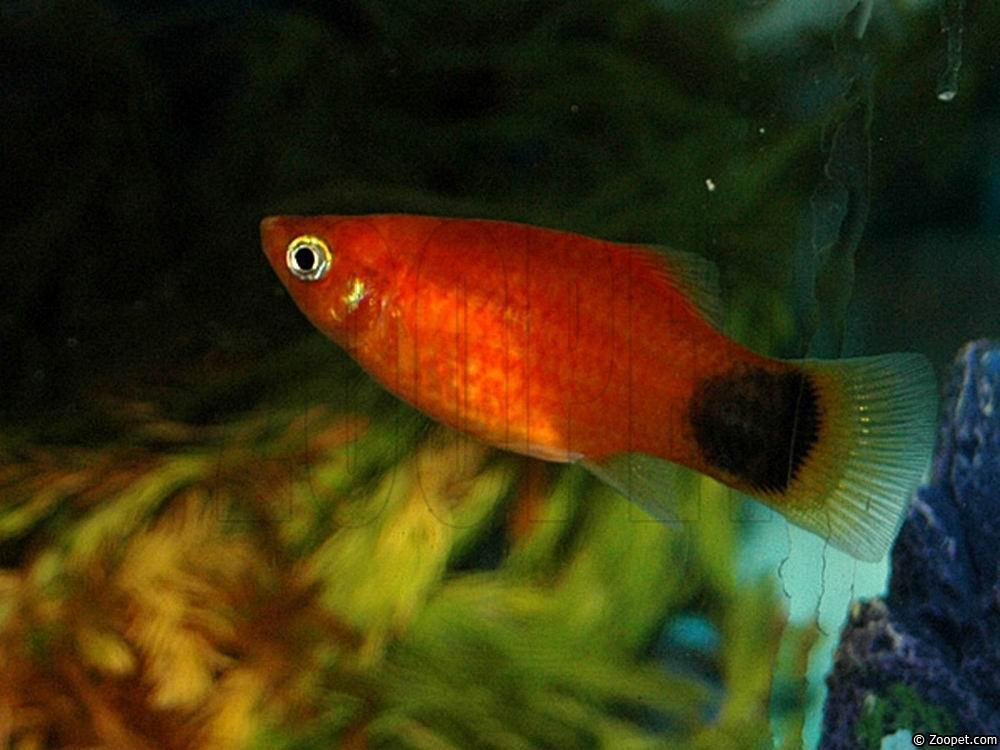 Xiphophorus maculatus