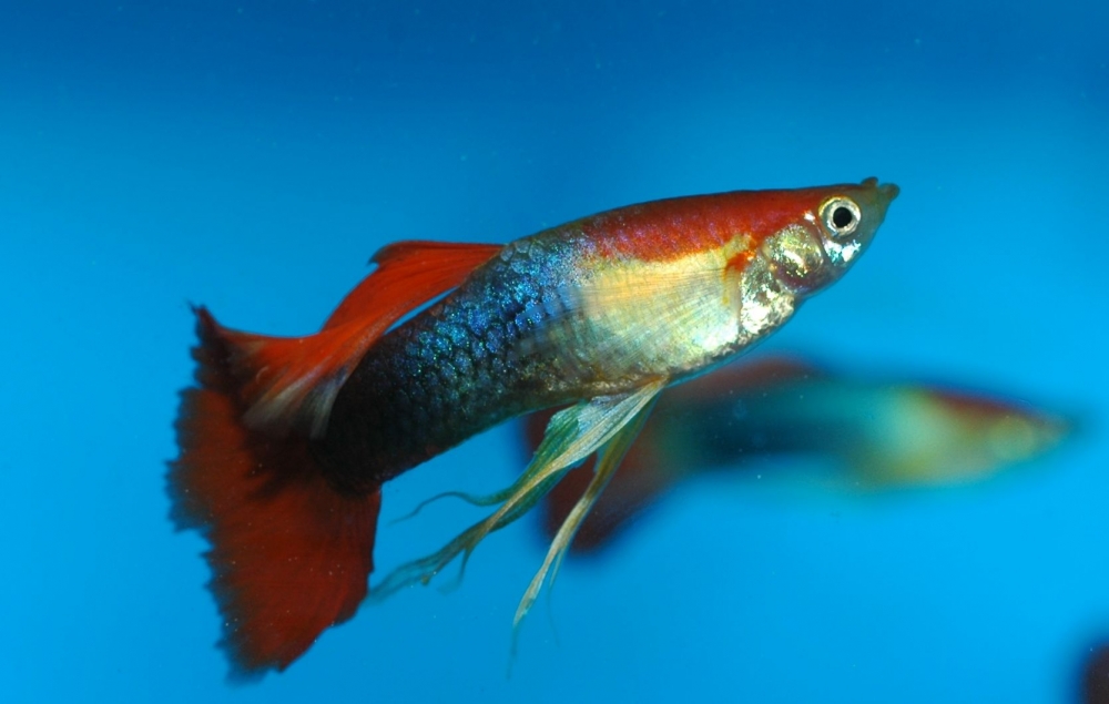 Poecilia reticulata