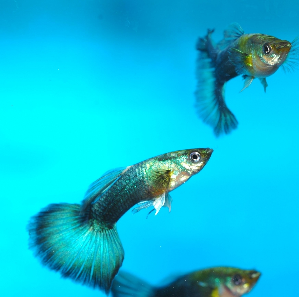 Poecilia reticulata