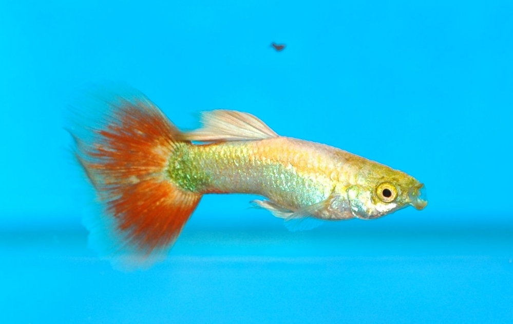 Poecilia reticulata