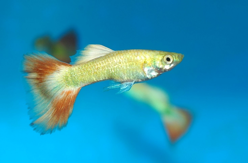 Poecilia reticulata