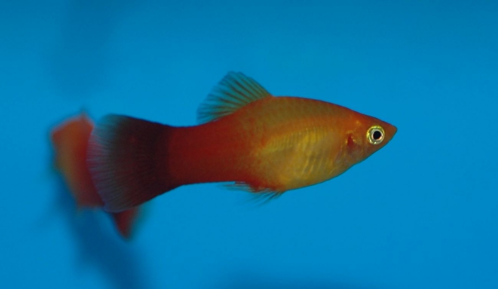 Xiphophorus maculatus