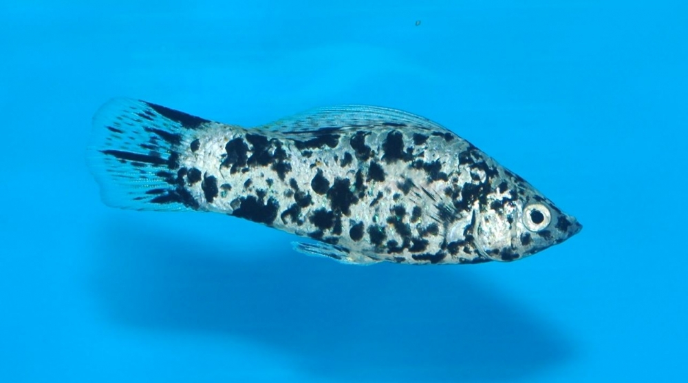 Poecilia velifera