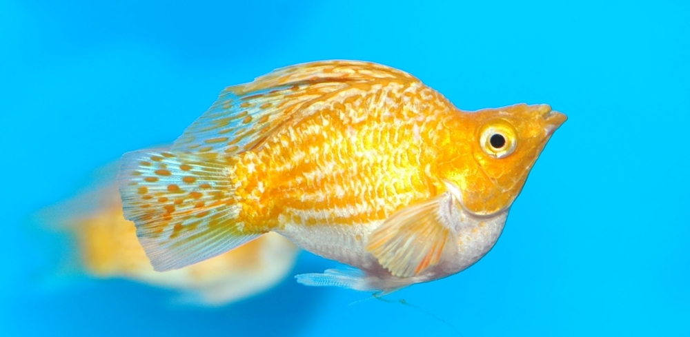 Poecilia velifera