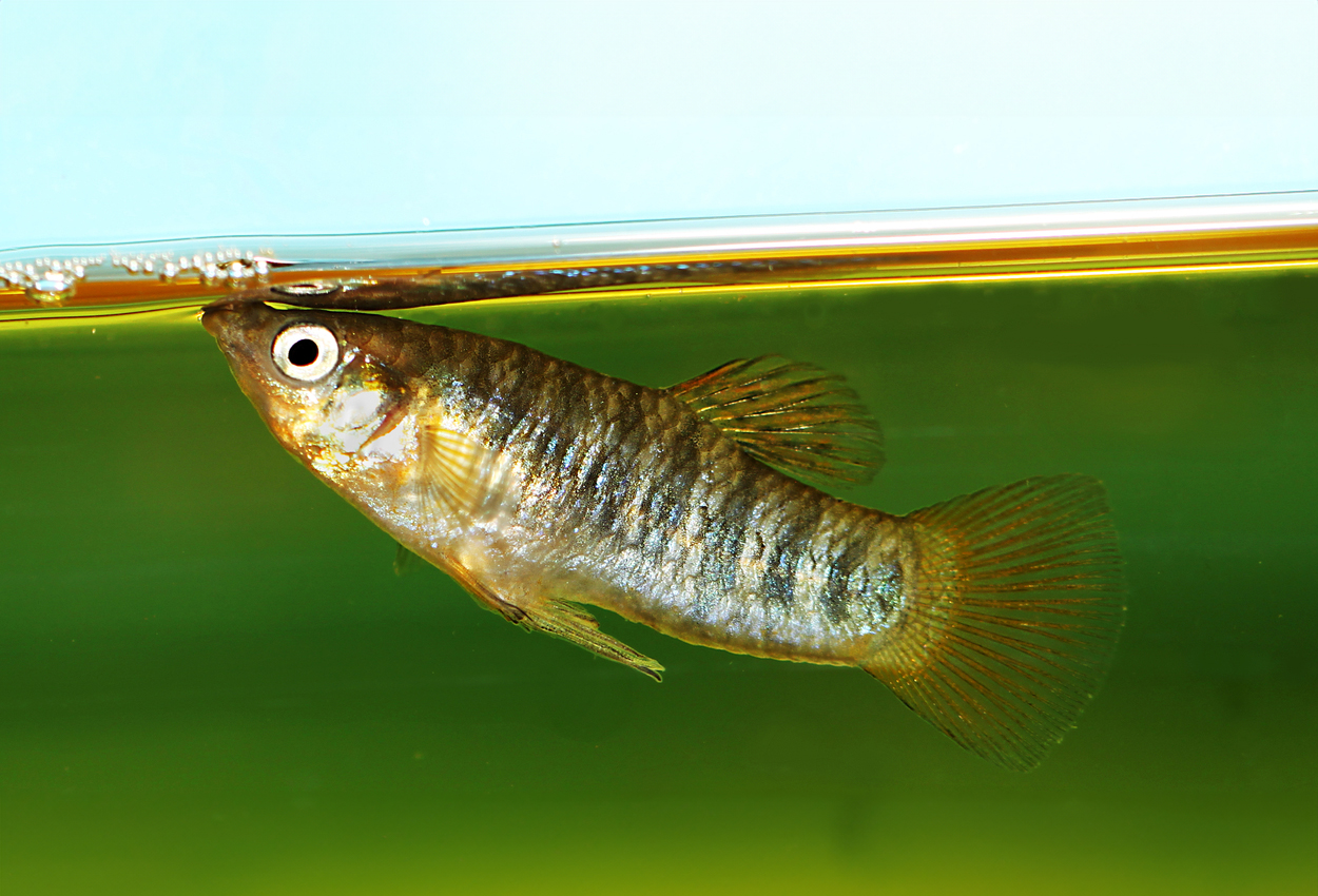 Limia tridens
