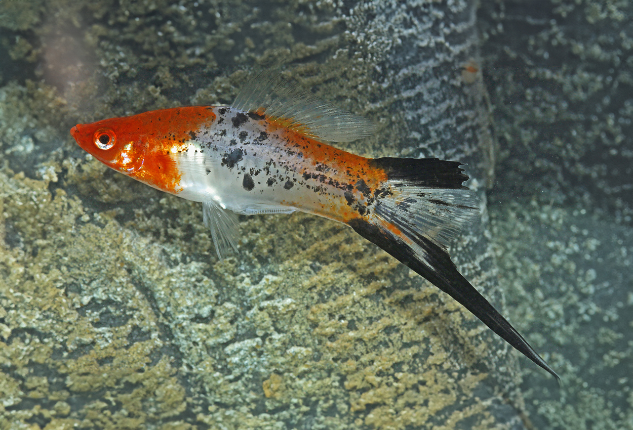 Xiphophorus hellerii, koi sanke