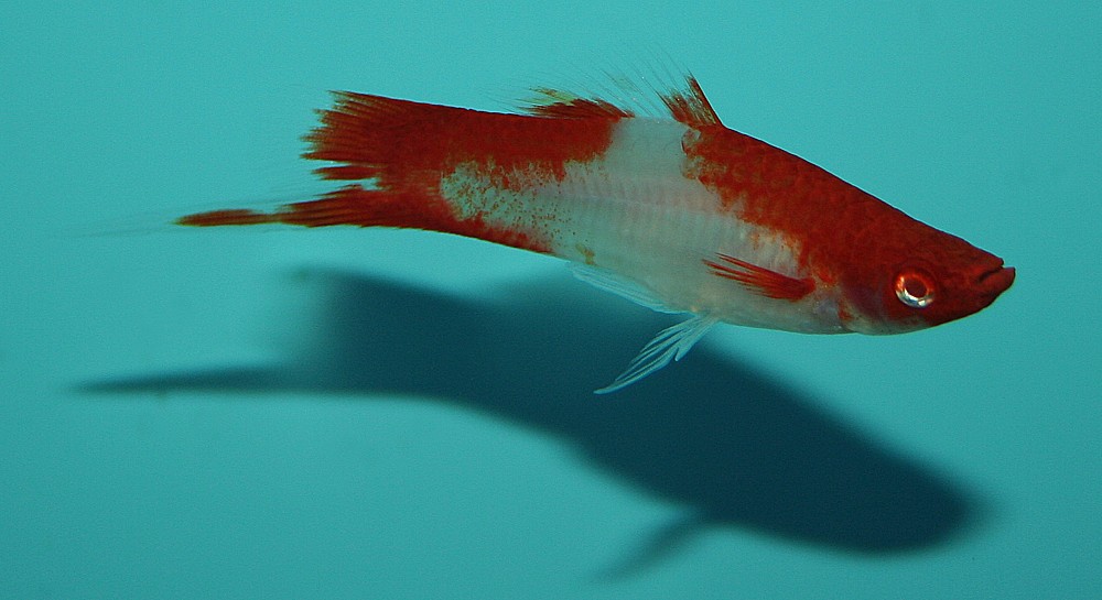 Xiphophorus hellerii, koi kohaku