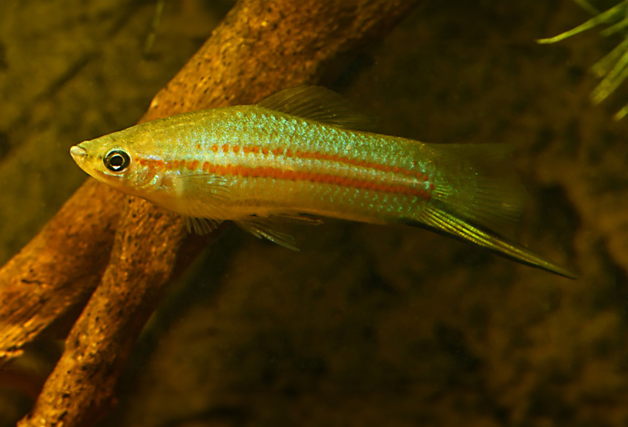 Xiphophorus clemenciae