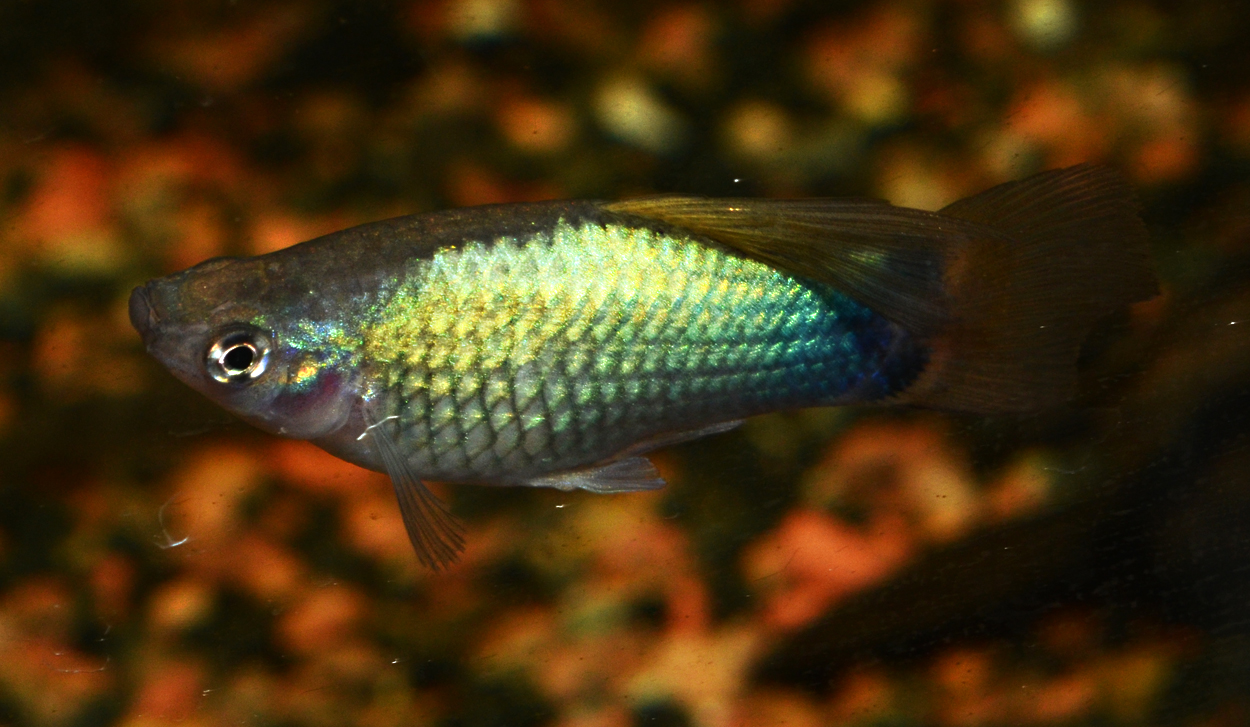 Xiphophorus maculatus, blue high fin