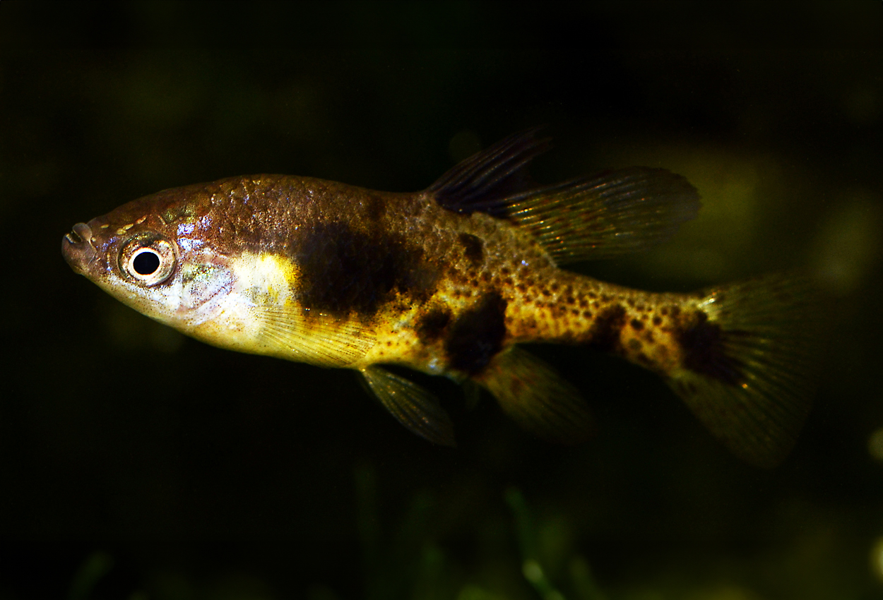 Skiffia multipunctata