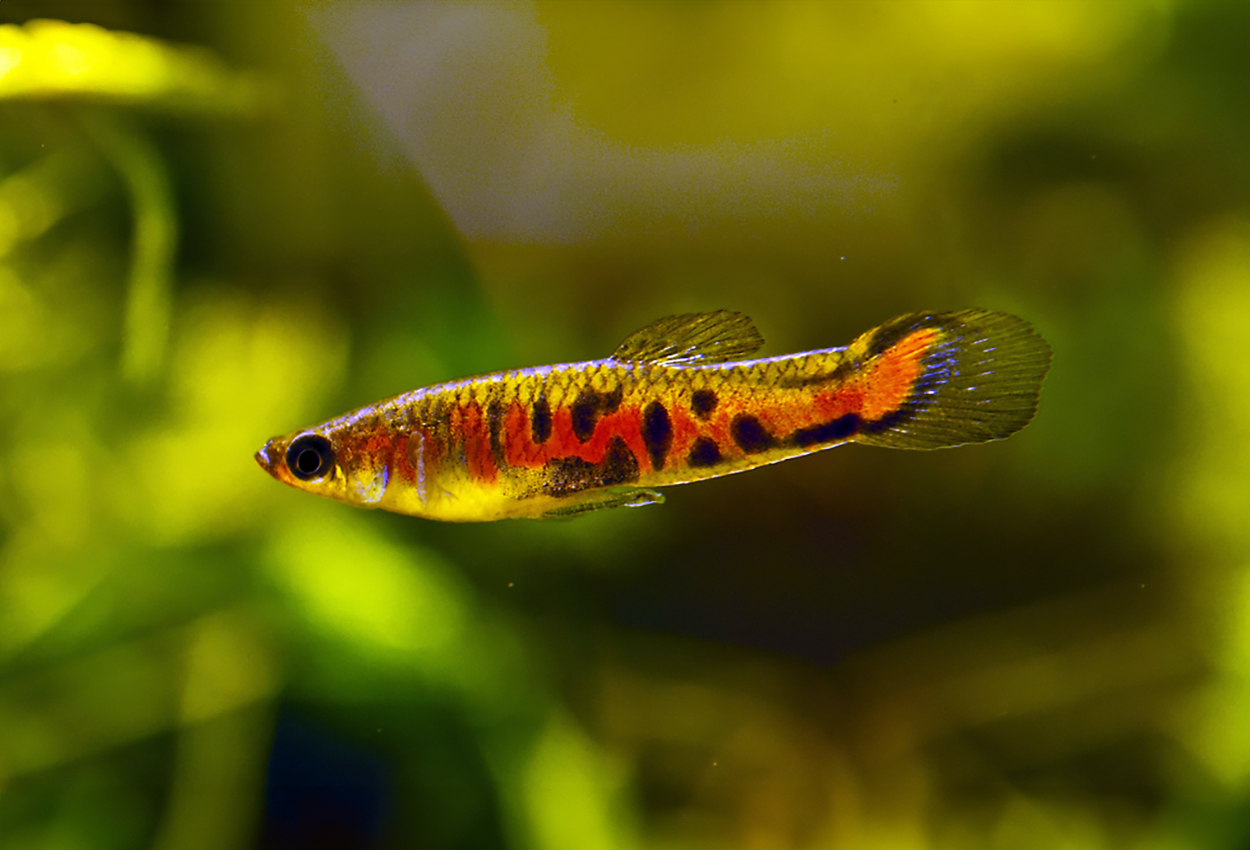 Poecilia parae (melanzona red)