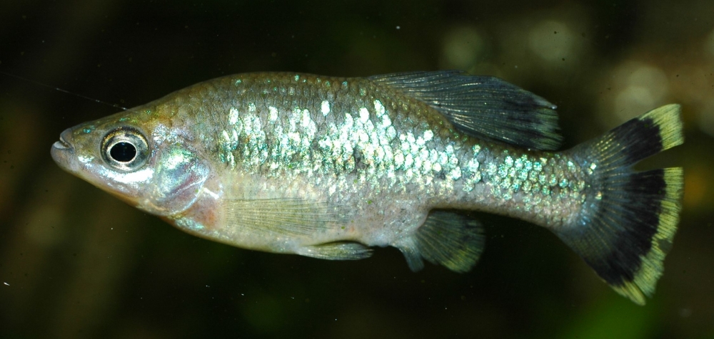 Ameca splendens