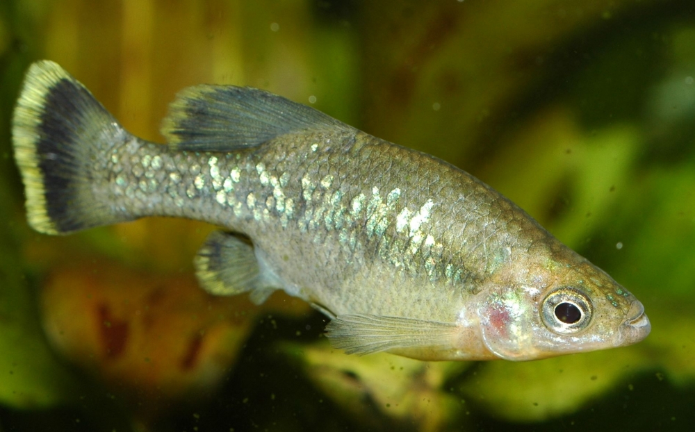 Ameca splendens