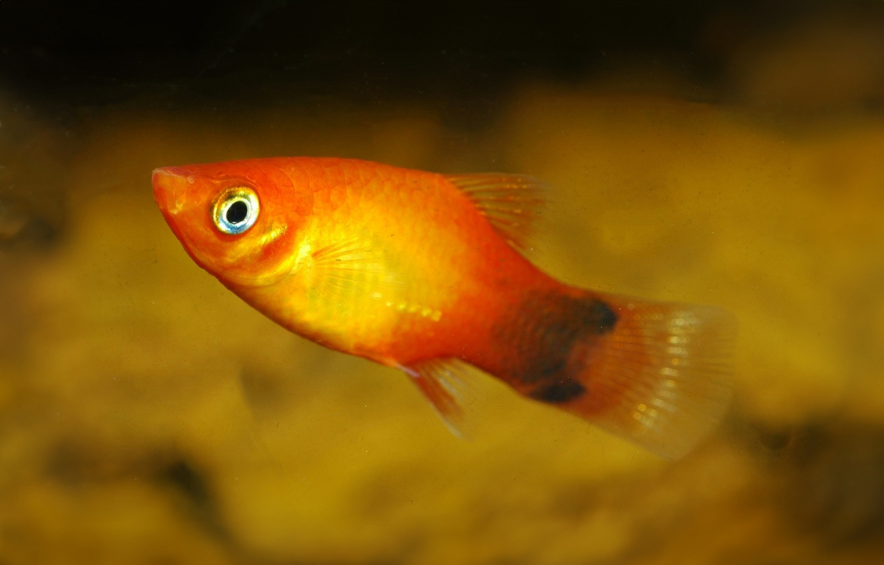 Xiphophorus maculatus, sunset musse pigg