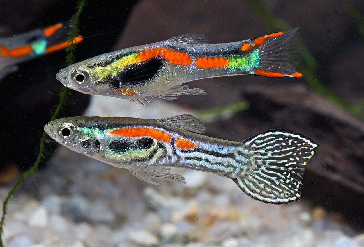 Endlers guppy mix
