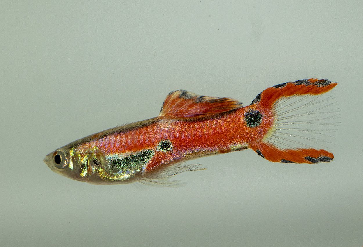 Endlers guppy röd hane