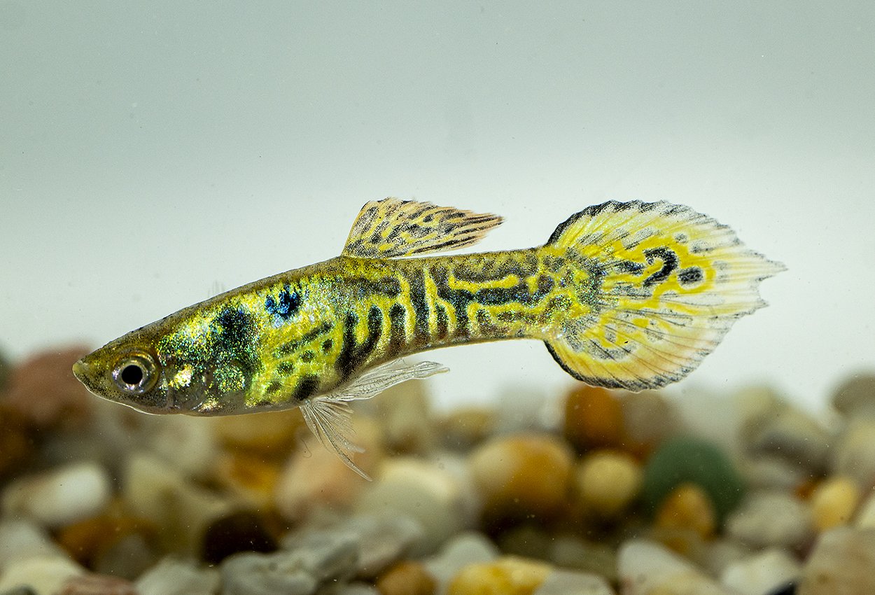Endlers guppy tiger hane