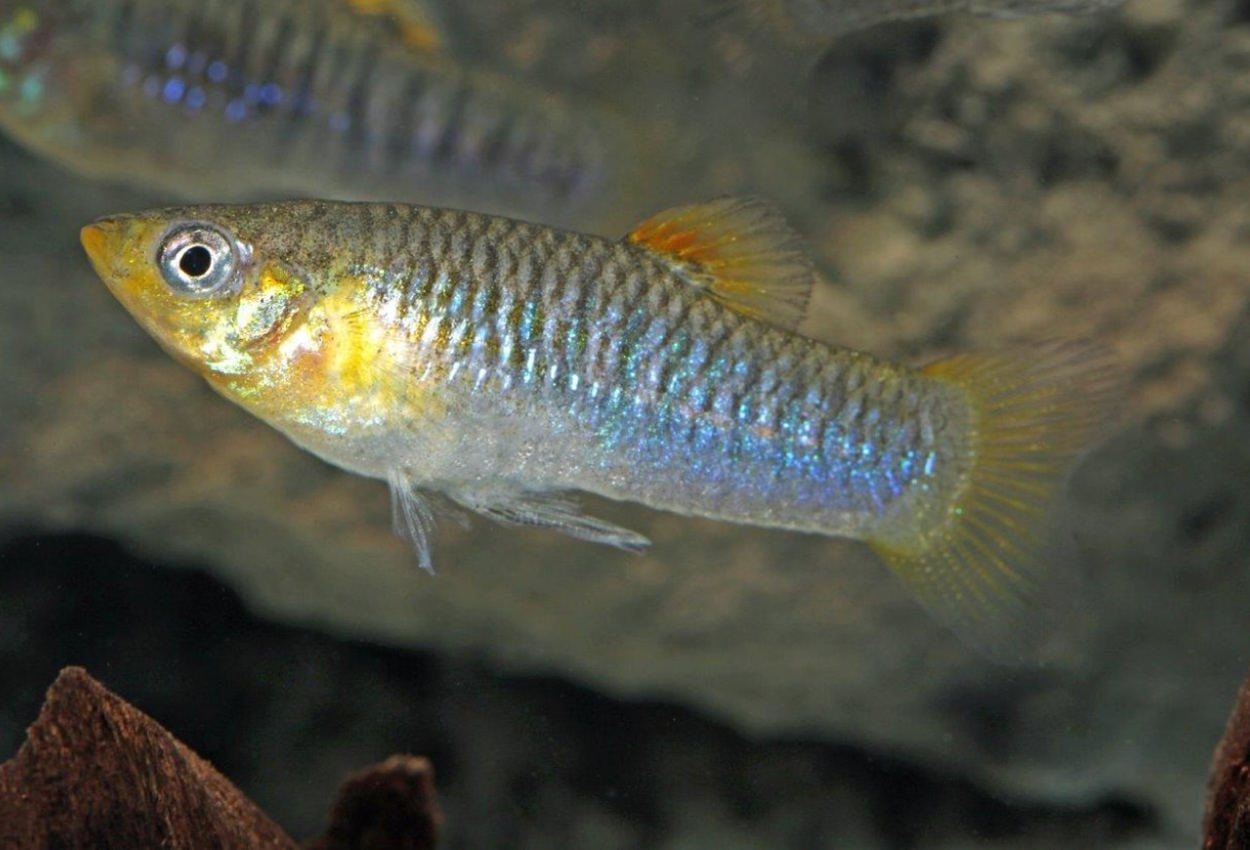 Limia dominicensis