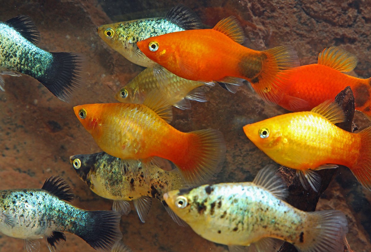 platy mix
