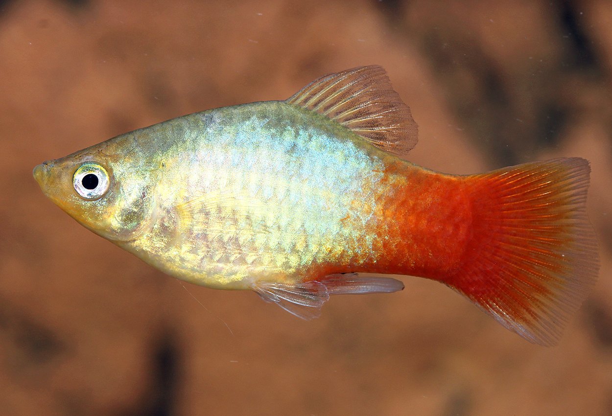 Platy rödblå 