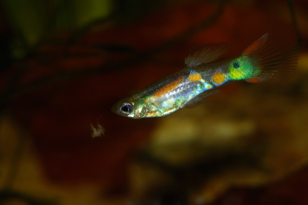 Poecilia reticulata, Trinidad