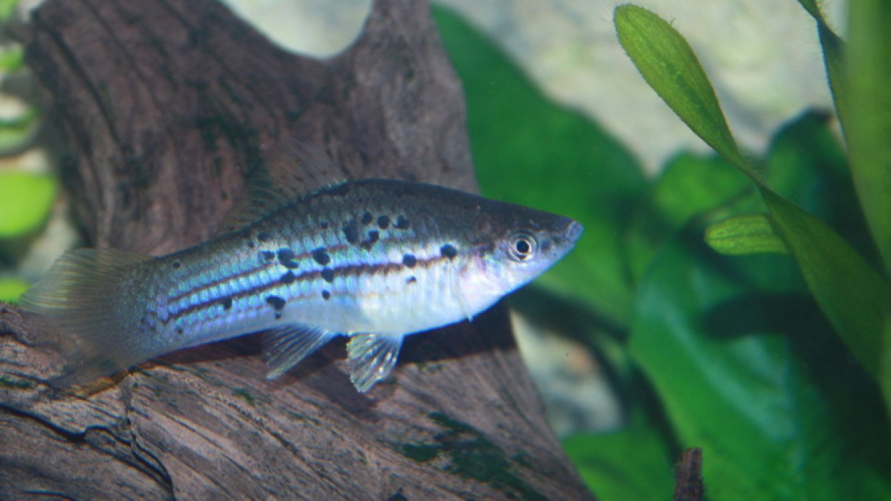 Xiphophorus hellerii, grön