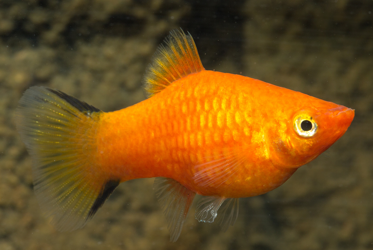 Xiphophorus maculatus, röd neon comet