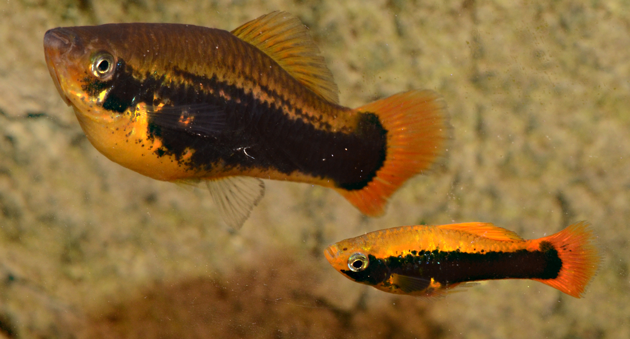 Xiphophorus variatus