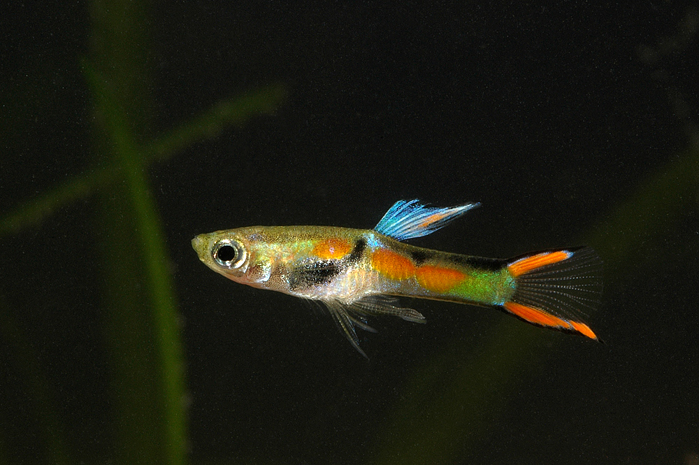 Poecilia reticulata (Endlers)