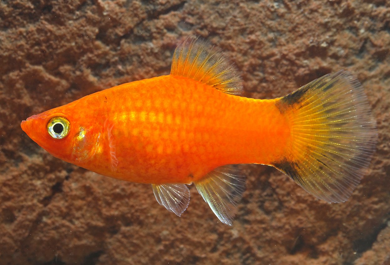 Platy röd comet