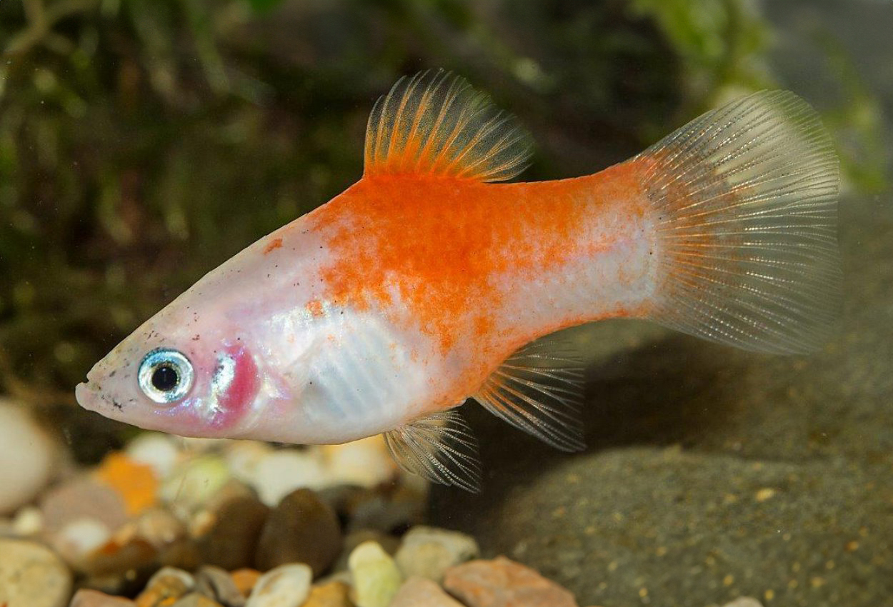 Xiphophorus maculatus, red top silver